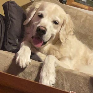 Meet your Posher, Lucas